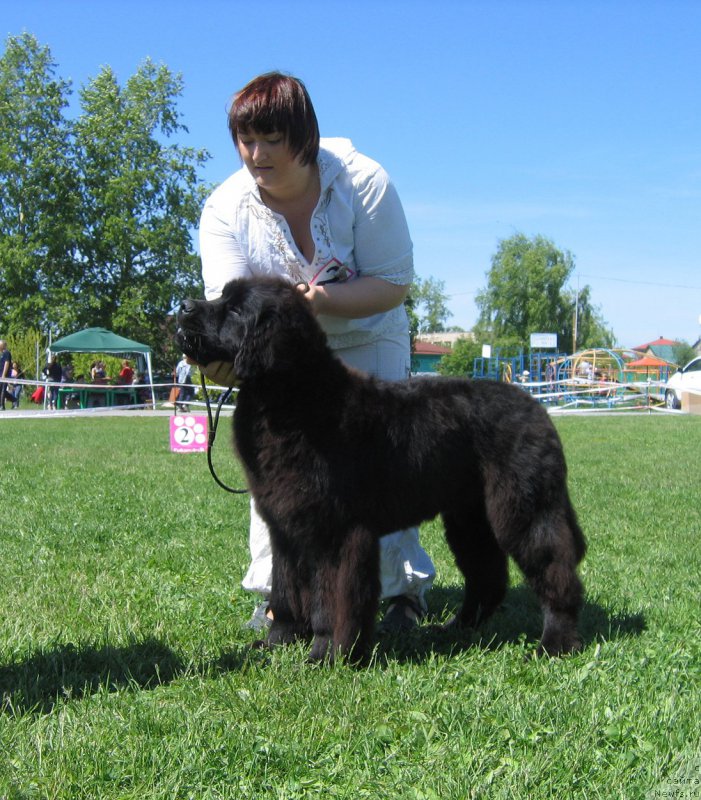 Фото: ньюфаундленд YEl'brus iz Antagrada (Эльбрус из Антаграда)