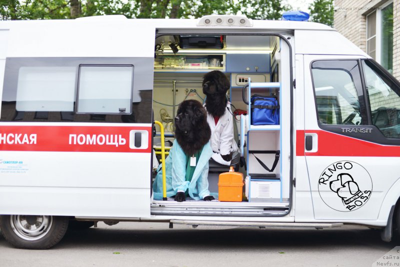 Фото: ньюфаундленд Smigar Liverpulsiy Chetvertak (Смигар Ливерпульский Четвертак), ньюфаундленд Piternyuf Mont Blanc (Питерньюф Монт Бланк)