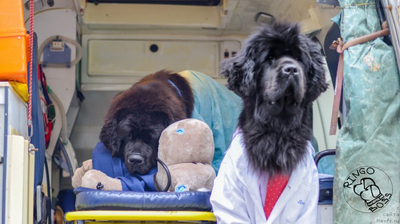 Фото: ньюфаундленд Smigar Liverpulsiy Chetvertak (Смигар Ливерпульский Четвертак), ньюфаундленд Piternyuf Mont Blanc (Питерньюф Монт Бланк)