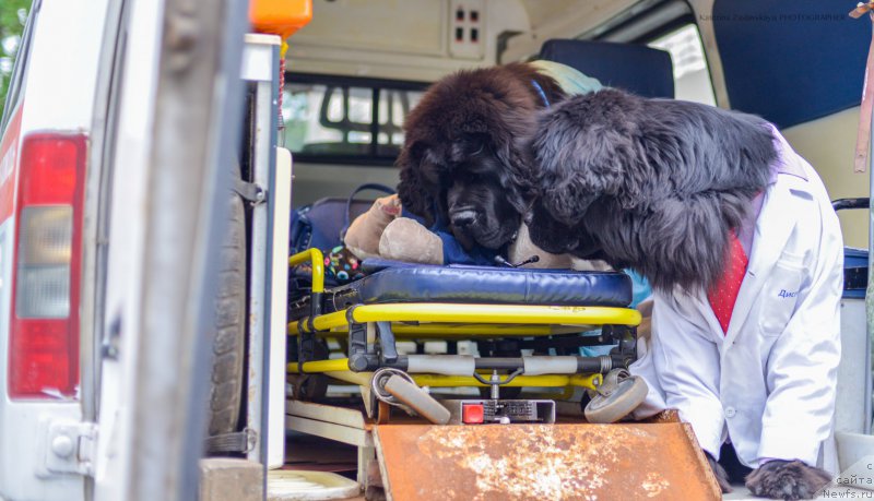 Фото: ньюфаундленд Piternyuf Mont Blanc (Питерньюф Монт Бланк), ньюфаундленд Smigar Liverpulsiy Chetvertak (Смигар Ливерпульский Четвертак)