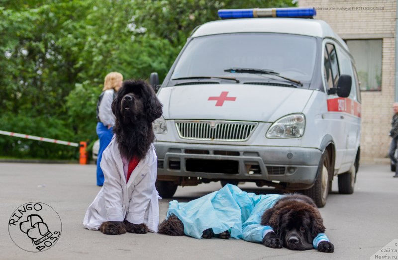 Фото: ньюфаундленд Piternyuf Mont Blanc (Питерньюф Монт Бланк), ньюфаундленд Smigar Liverpulsiy Chetvertak (Смигар Ливерпульский Четвертак)