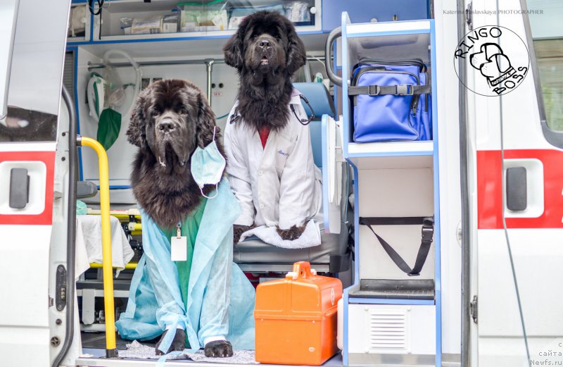 Фото: ньюфаундленд Smigar Liverpulsiy Chetvertak (Смигар Ливерпульский Четвертак), ньюфаундленд Piternyuf Mont Blanc (Питерньюф Монт Бланк)