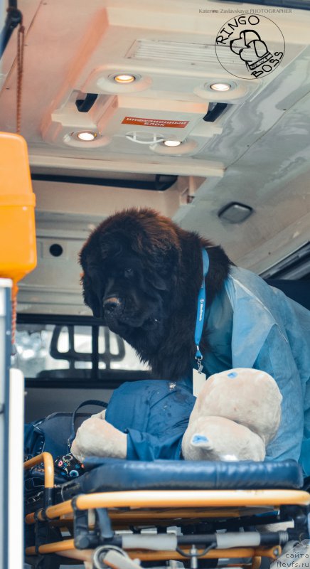 Фото: ньюфаундленд Piternyuf Mont Blanc (Питерньюф Монт Бланк), ньюфаундленд Smigar Liverpulsiy Chetvertak (Смигар Ливерпульский Четвертак)