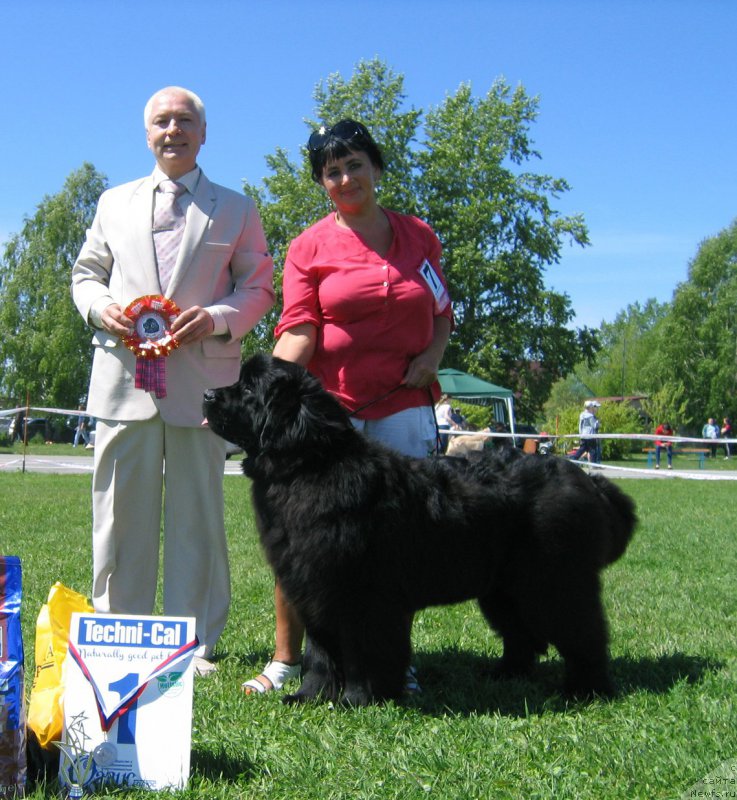 Фото: ньюфаундленд Victory Dance Dinastiya Soverchenstva