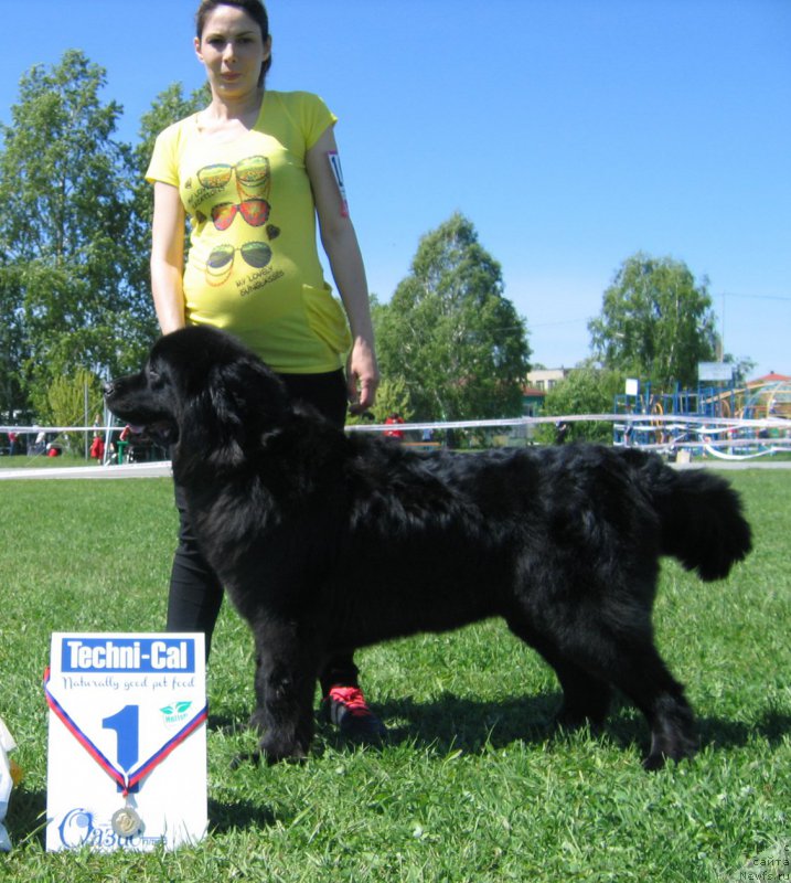 Фото: ньюфаундленд YA Samaya Krasivaya ot Marleon Dusvik (Я Самая Красивая от Марлеон Дусвик)