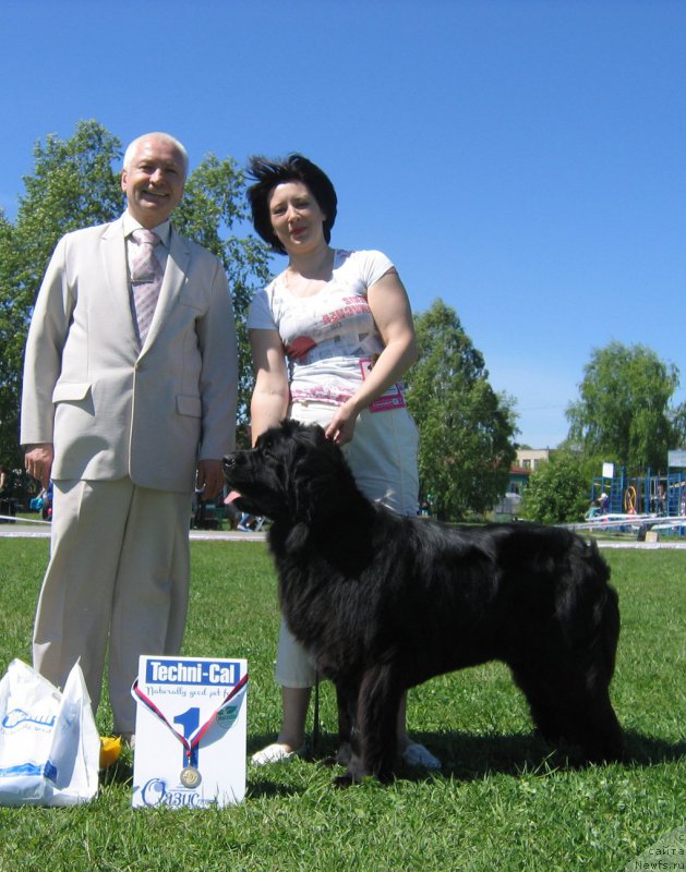 Фото: ньюфаундленд Yutlandia ot Sibirskogo Medvedja (Ютландия от Сибирского Медведя)