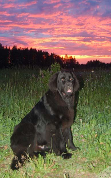 Фото: ньюфаундленд Sent Djons Orfey (Сент Джонс Орфей)