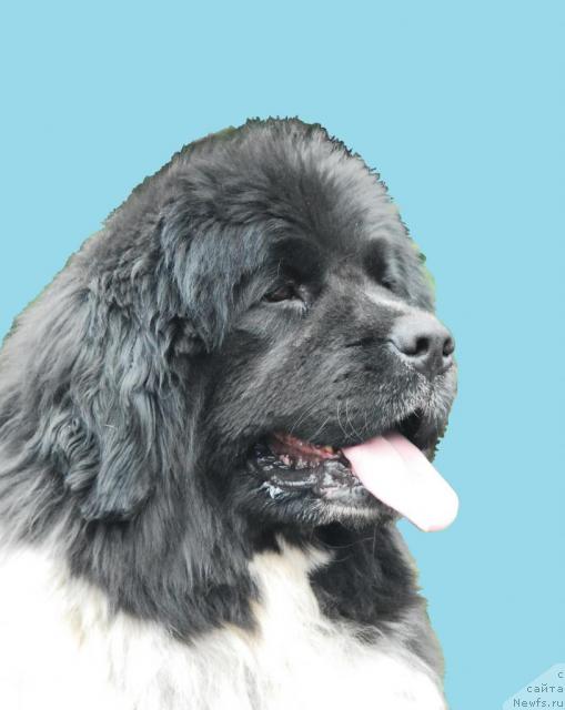 Фото: ньюфаундленд Voshodyashaya Zvezda (Восходящая Звезда)