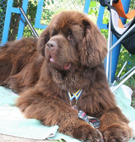 Фото: ньюфаундленд Imperator iz Tsarstva Medvedey (Император из Царства Медведей)