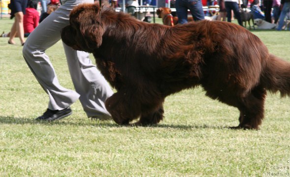 Фото: ньюфаундленд Imperator iz Tsarstva Medvedey (Император из Царства Медведей)