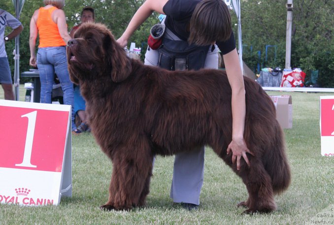 Фото: ньюфаундленд Imperator iz Tsarstva Medvedey (Император из Царства Медведей)