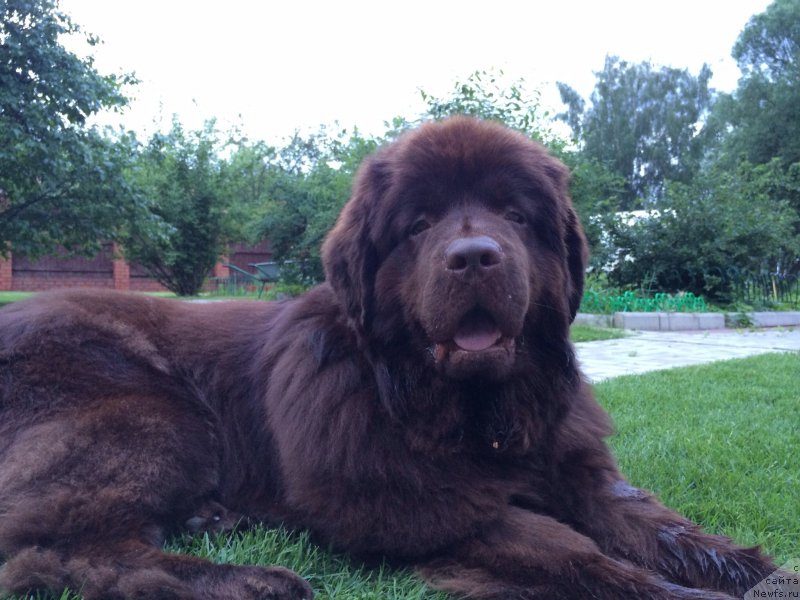 Фото: ньюфаундленд Kiper Soul Perfekt Viktori (Кипер Соул Перфект Виктори)