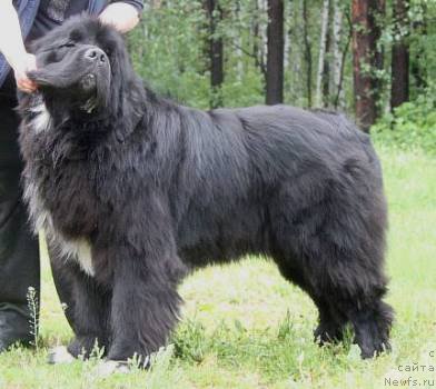 Фотография № 156570