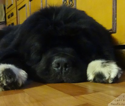 Фото: ньюфаундленд Promise To Love Midnight Bear (Promise To Love Midnight Bear)