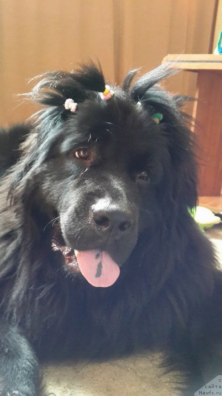 Фото: ньюфаундленд Chernaya Mafia Zip Around (Черная Мафия Зип Ароунд)