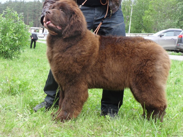 Фото: ньюфаундленд N'yufort YUnika (Ньюфорт Юника)
