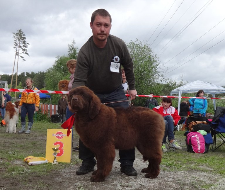 Фото: ньюфаундленд N'yufort YUnika (Ньюфорт Юника)