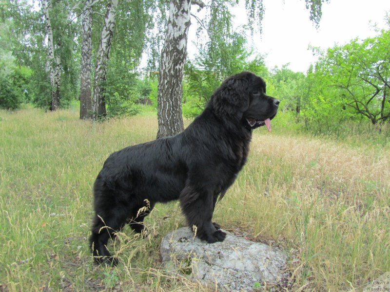 Фото: ньюфаундленд Vivienne Westwood Dinastiya Soverchenstva (Vivienne Westwood Dinastiya Soverchenstva)