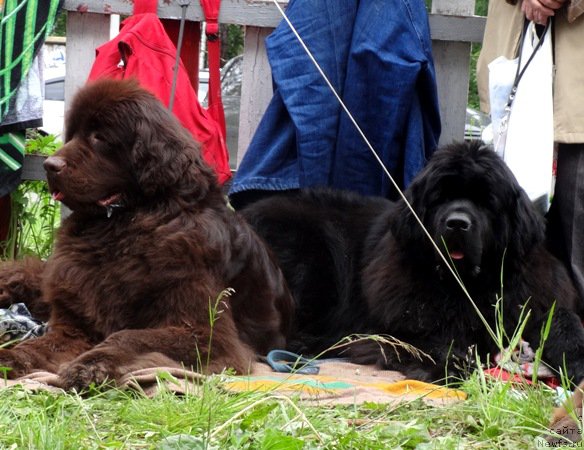 Фото: ньюфаундленд N'yufort Peris Hilton (Ньюфорт Перис Хилтон), ньюфаундленд N'yufort Carica Nochi (Ньюфорт Царица Ночи)