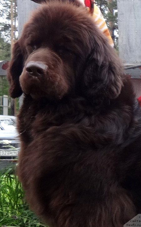 Фотография № 156594