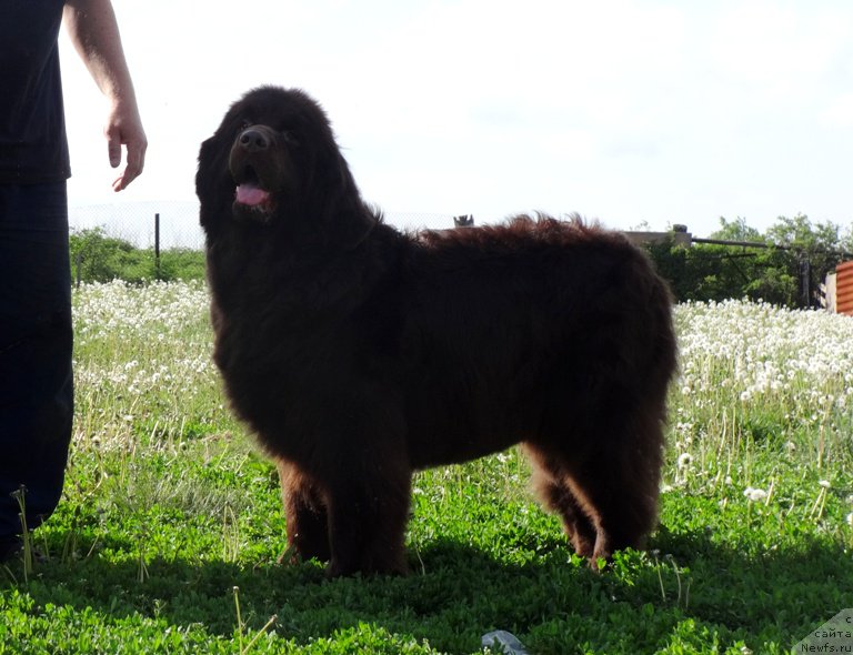 Фото: ньюфаундленд N'yufort Peris Hilton (Ньюфорт Перис Хилтон)