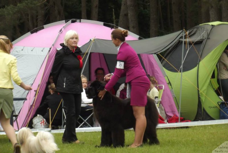 Фото: Zlata nuo Ozo kalvų (, ньюфаундленд Beguschaya po Volnam Sun in My Hand (Бегущая по Волнам Сун ин Му Ханд), Unique Dream Nuo Ozo Kalvu )