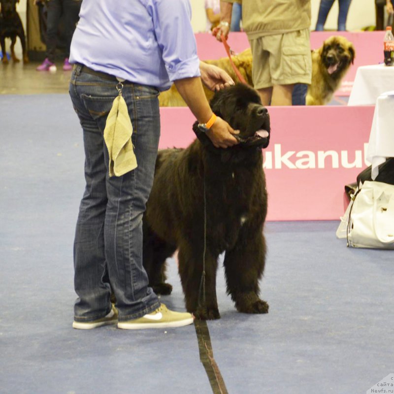 Фото: ньюфаундленд Beguschaya po Volnam Fireball (Бегущая по Волнам Фиребалл)