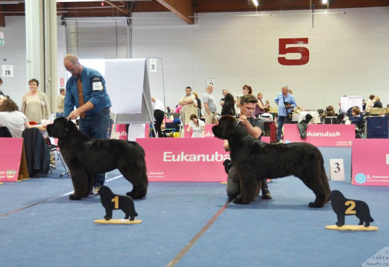 Фото: ньюфаундленд Beguschaya po Volnam Fireball (Бегущая по Волнам Фиребалл)