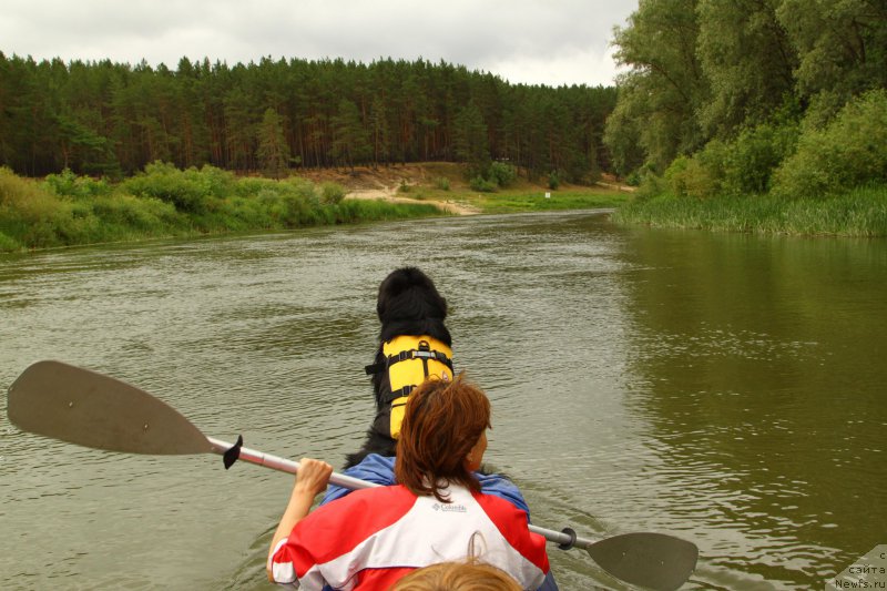 Фото: ньюфаундленд Fann'yuf Graf De La Fer (Фанньюф Граф Де Ла Фер)