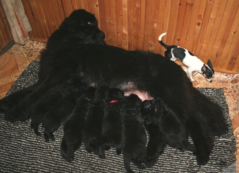 Фото: ньюфаундленд Ohoi's Jet Set