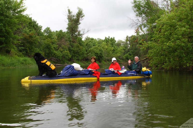 Фото: ньюфаундленд Fann'yuf Graf De La Fer (Фанньюф Граф Де Ла Фер)