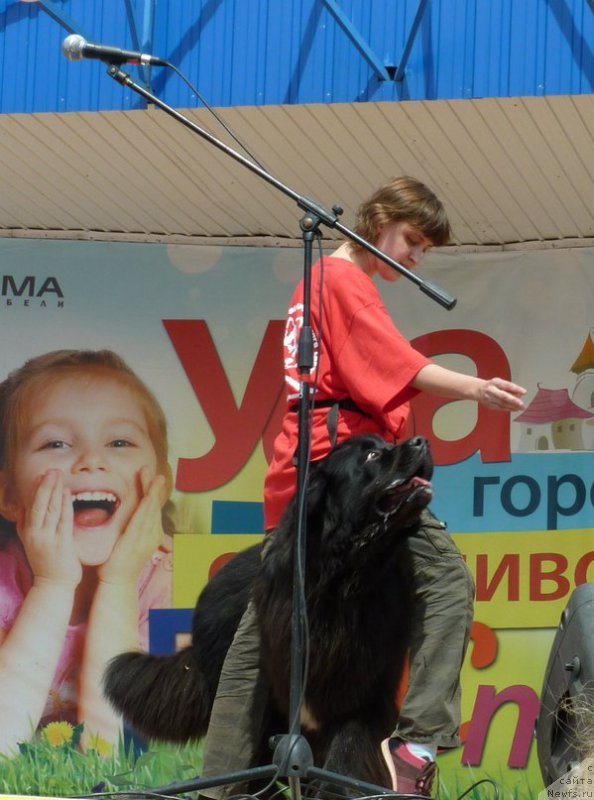 Фото: ньюфаундленд Kiper Soul Layon Hyeert (Кипер Соул Лайон Хэерт), Ol'ga Ivanova (Ольга Иванова)