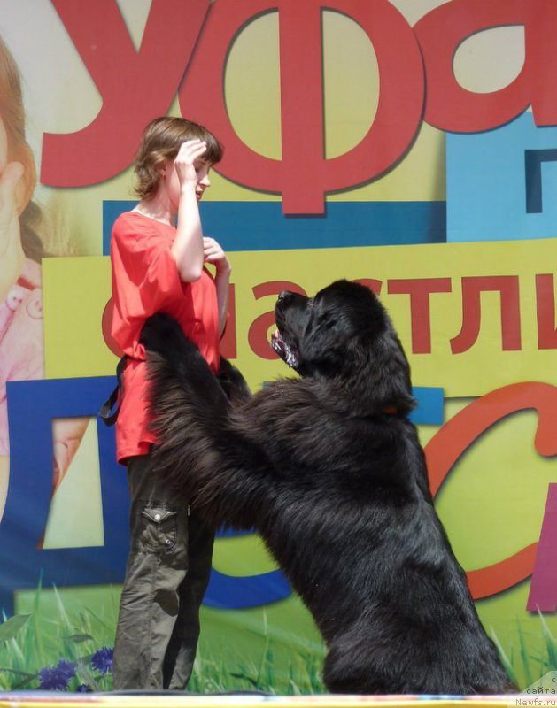 Фото: ньюфаундленд Kiper Soul Layon Hyeert (Кипер Соул Лайон Хэерт), Ol'ga Ivanova (Ольга Иванова)