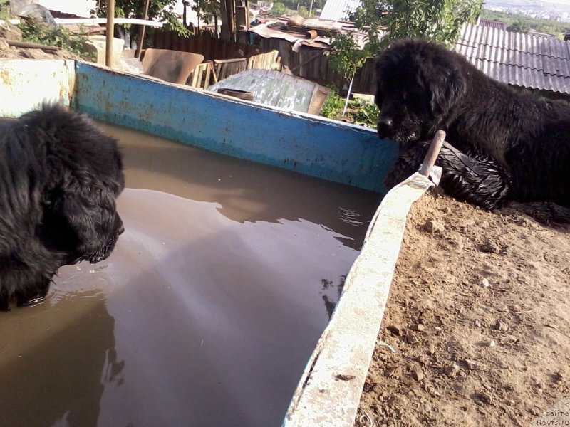 Фото: ньюфаундленд CHernyiy Balu Donna (Черный Балу Донна), ньюфаундленд YAvnaya Krasota (Явная Красота)