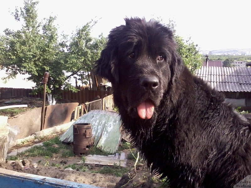 Фото: ньюфаундленд CHernyiy Balu Donna (Черный Балу Донна)