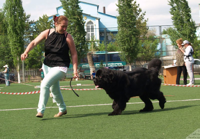 Фото: ньюфаундленд Northern Light  Midnight Bear