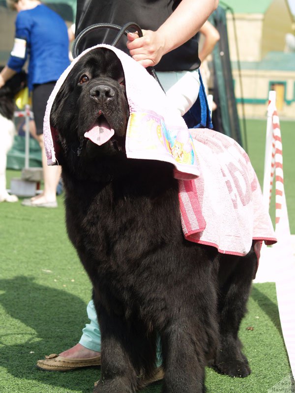 Фото: ньюфаундленд Northern Light  Midnight Bear