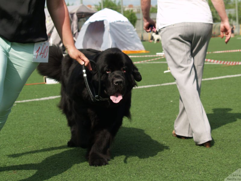 Фотография № 156628