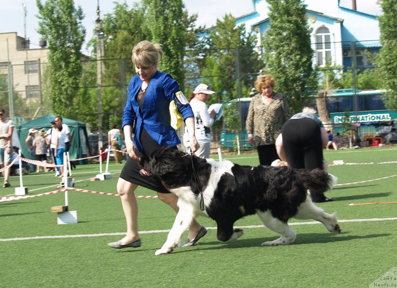 Фото: ньюфаундленд Keeper Soul  Next Page of Story (Кипер Соул Некст Пэйдж оф Стори)