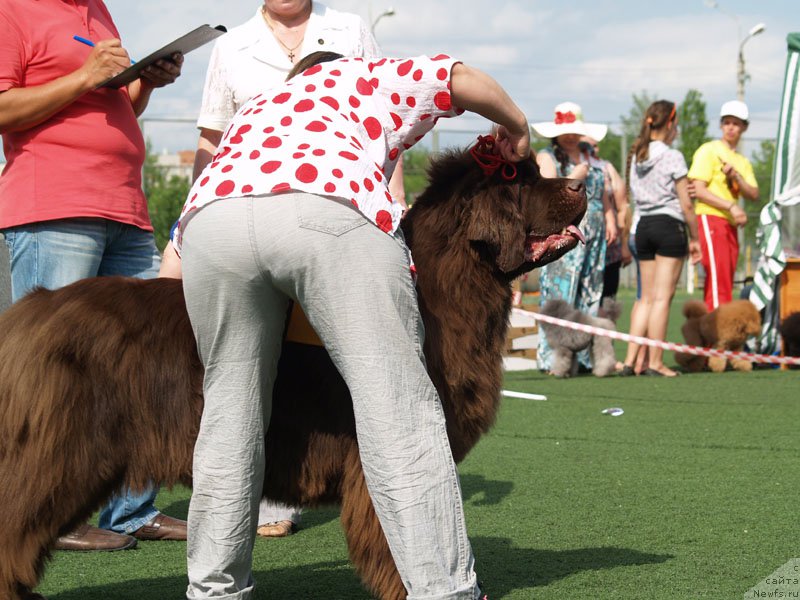 Фото: ньюфаундленд Obush Shed Yakutia (Обуш Шед Якутия)