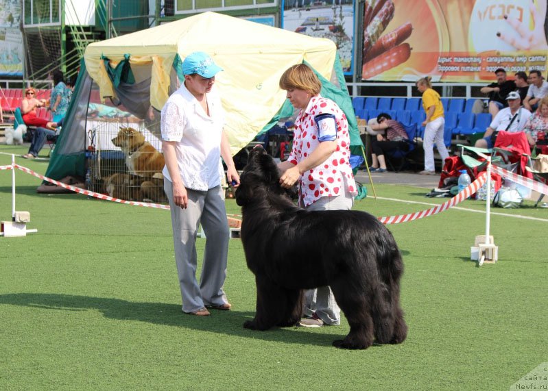 Фото: ньюфаундленд Obush SHed Veniti Fyear (Обуш Шед Венити Фэар)