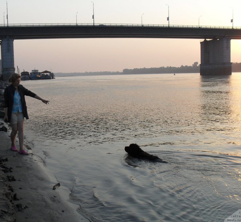Фото: ньюфаундленд Divnaya Noch' iz Tihogo Omuta (Дивная Ночь из Тихого Омута)
