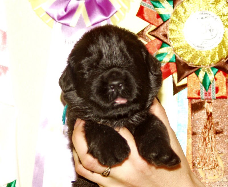 Фото: Мальчик с зеленой лентой