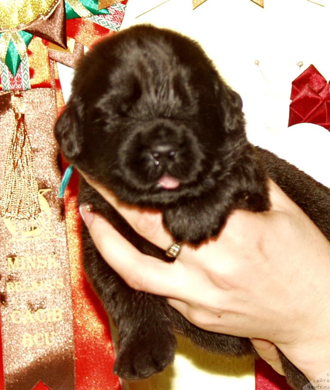 Фото: Мальчик с зеленой лентой