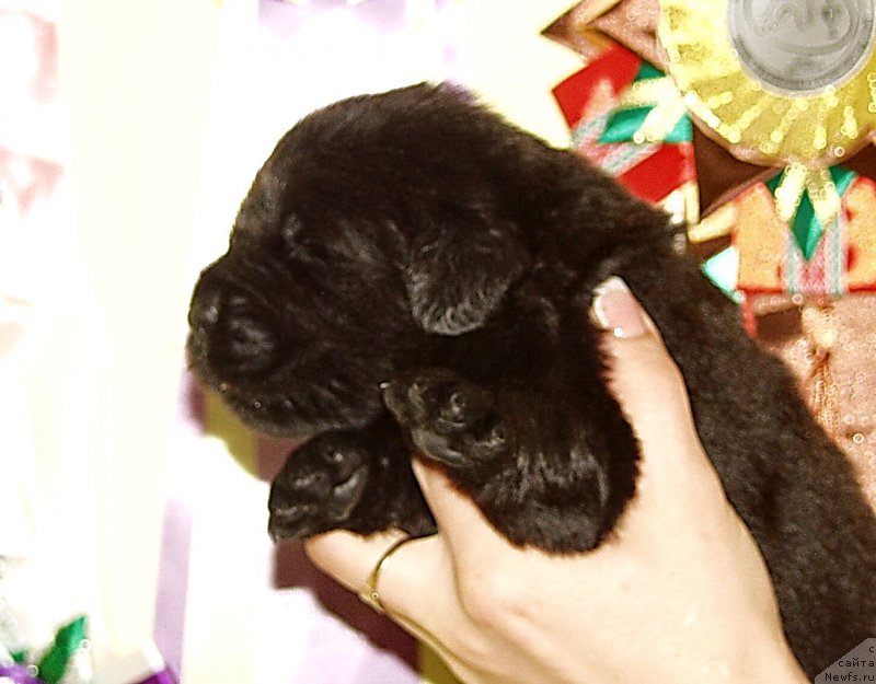 Фото: Мальчик с красной лентой