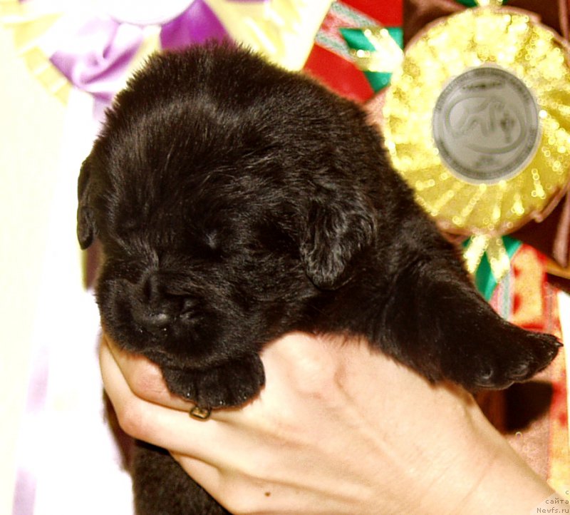 Фото: Мальчик с красной лентой