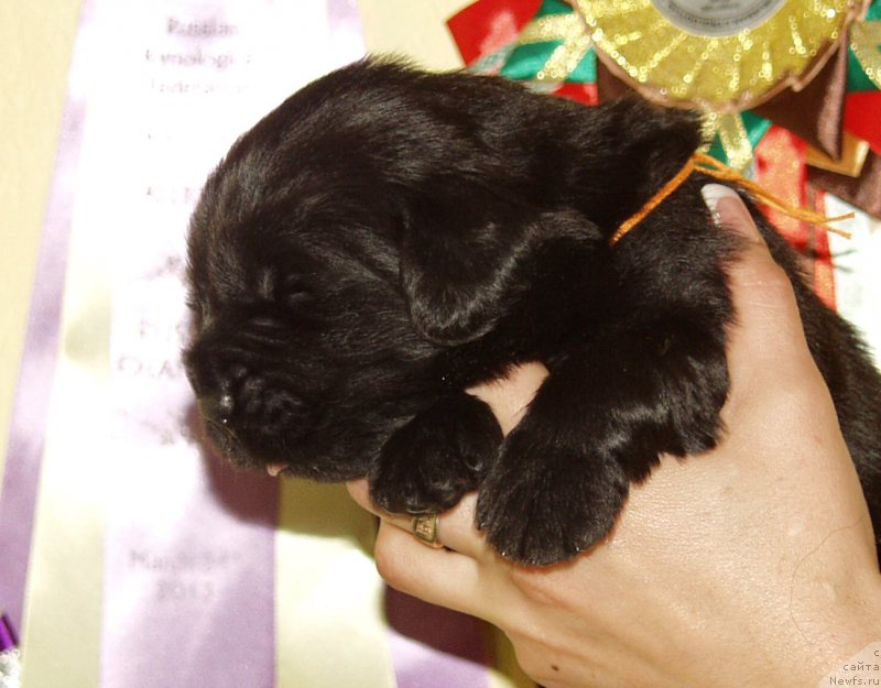 Фото: Девочка с оранжевой лентой