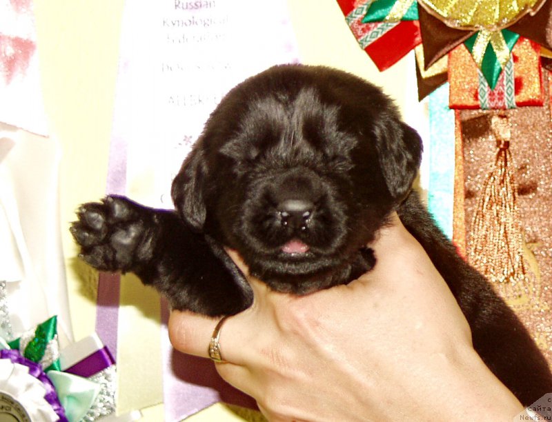 Фото: Мальчик с синей лентой