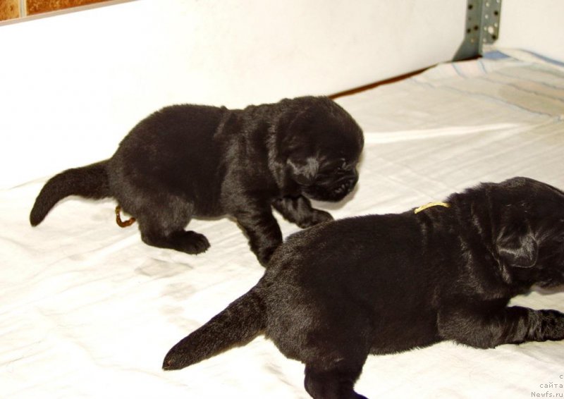 Фотография № 156717