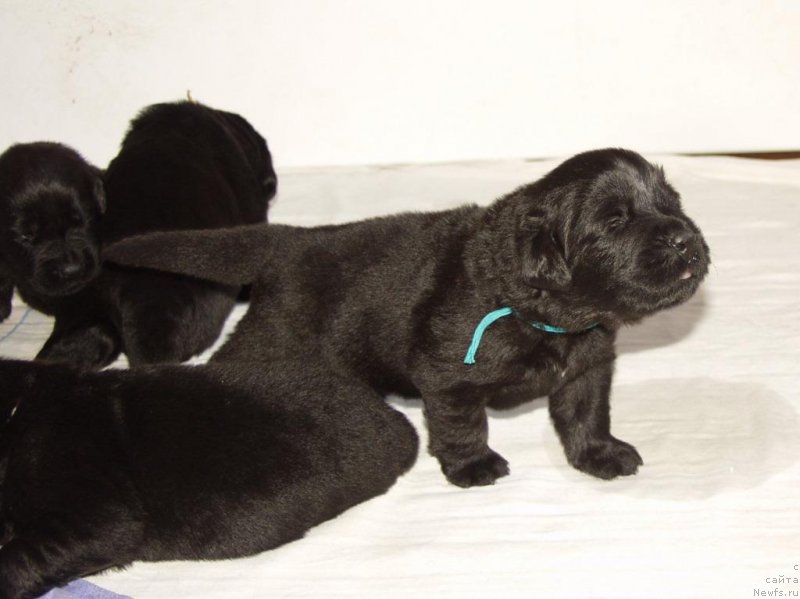 Фотография № 156722